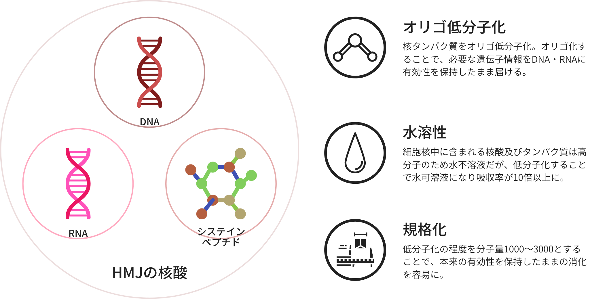 セルクレスト 核酸 フォーデイズ CELLCREST - その他