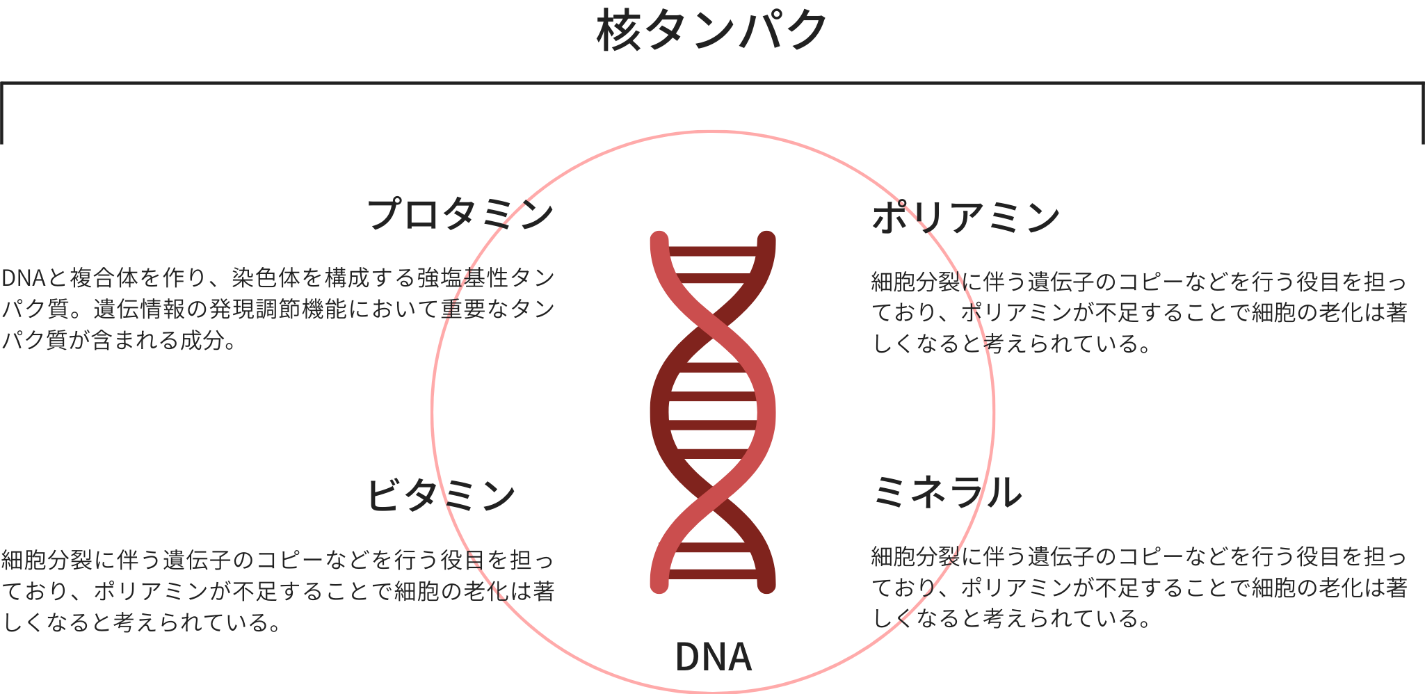 セルクレスト核酸